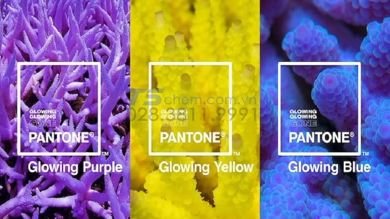 PANTONE