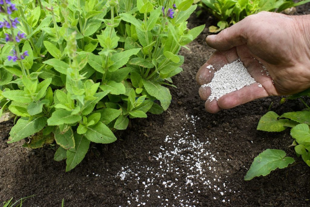 Ammonium sulfate - (NH4)2SO4 ứng dụng trong Nông nghiệp