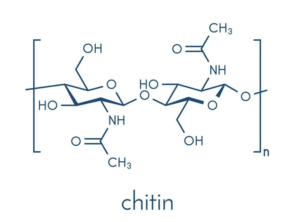 CẤU TRÚC CỦA CHITIN
