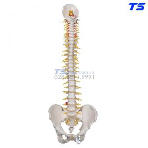 Mô HìNh Sương Sống Với Khung Chậu - 1000125 - 3B