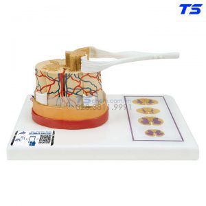 Mô Hình Tủy, Màng Tủy - 1000238 - 3B
