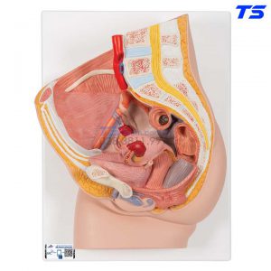 Mô Hình Hệ Cơ Quan Sinh Dục Nữ - 1000281 - 3B