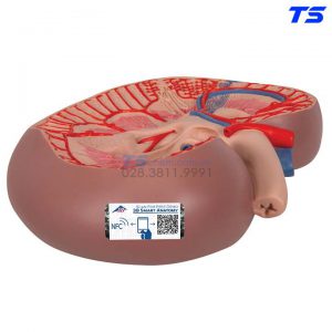 Mô HìNh Mặt Cắt Của ThậN - 1000295 - 3B