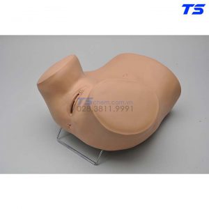 Mô Hình Thực Hành Triệt Sản - 1005797 - 3B