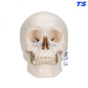 Mô Hình Hộp Xọ 3 Phần - 1020159 - 3B